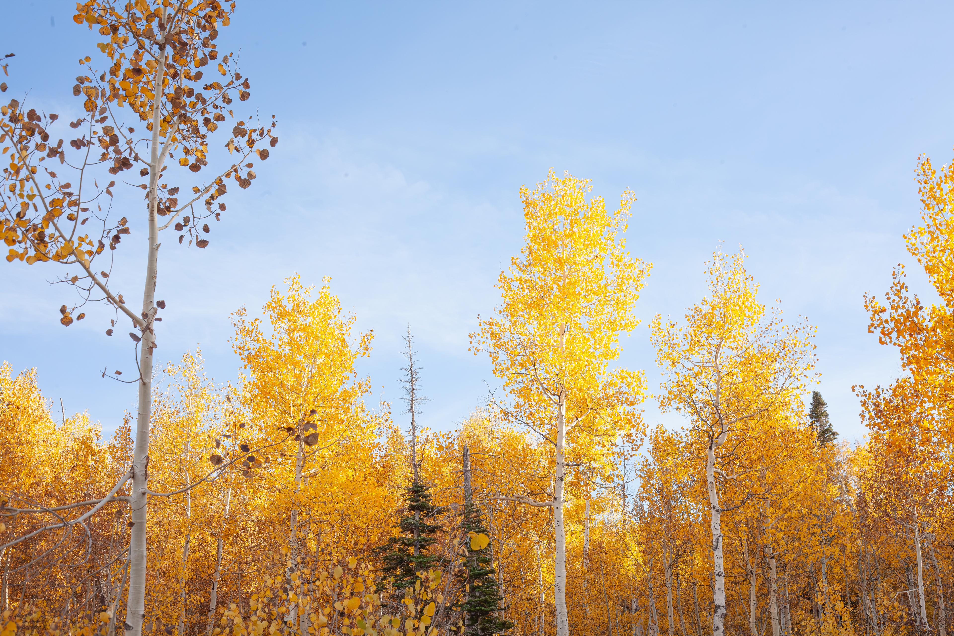 Autumn leaves in Alpine Loop, Provo Canyon