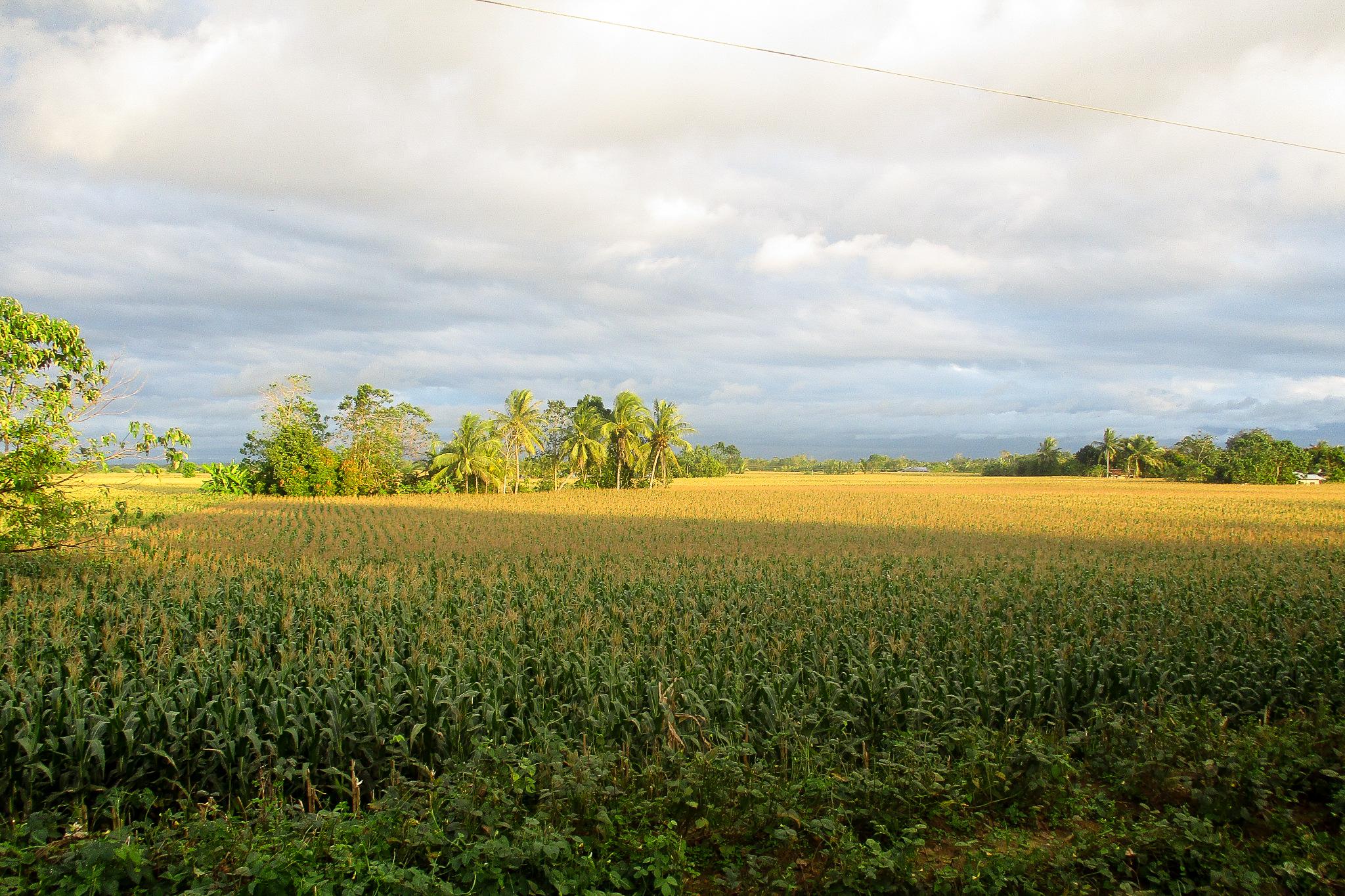 Corn Field, Echague Philippines